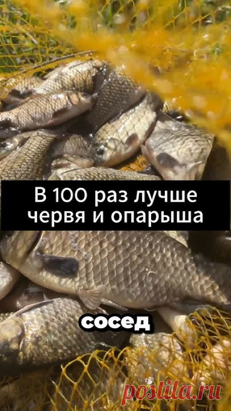 В 100 РАЗ ЛУЧШЕ ЧЕРВЯ И ОПАРЫША