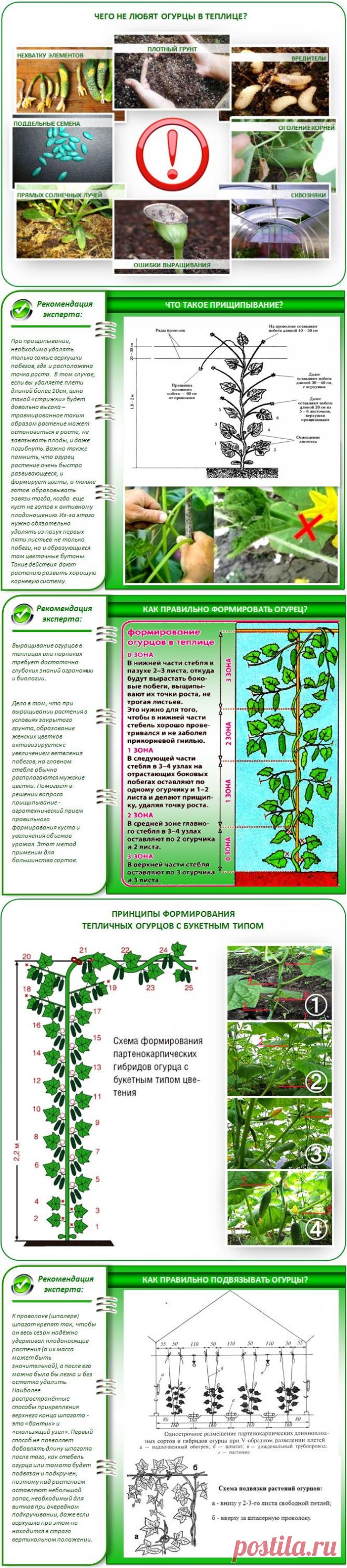 Уход за огурцами в теплице: полный обзор комлекса мероприятий по уходу