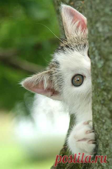Kitty Illusion | Flickr - Photo Sharing!