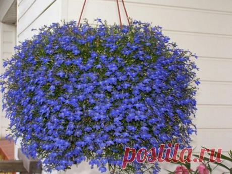 Лобелии… От посева до цветения | 6 соток