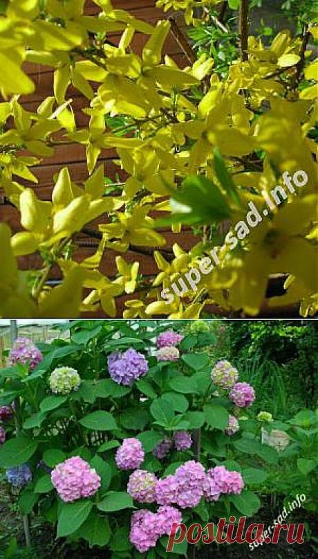 Размножаем кустарники отводками и отростками. | Супер сад