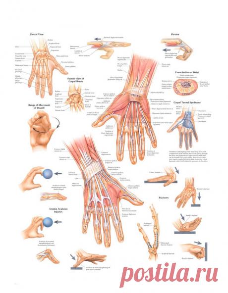 Когда возникает онемение рук? И что с этим делать? | Всегда в форме!