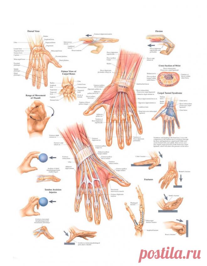 Когда возникает онемение рук? И что с этим делать? | Всегда в форме!
