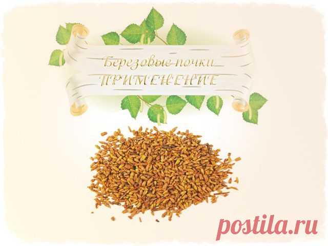 берёзовые почки применение | Блог о красоте и здоровье