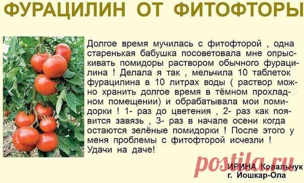 Решение проблем с ФИТОФТОРОЙ (От подписчицы)