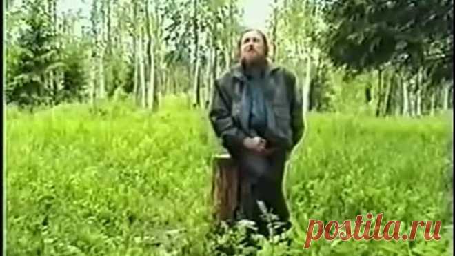 Чёрная смородина. Полезные, лечебные свойства, противопоказания, рецепты народной медицины