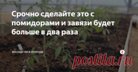 Срочно сделайте это с помидорами и завязи будет больше в два раза Здравствуйте садоводы и огородники!
Сегодня я хочу вам рассказать, что нужно сделать с помидорами на той стадии ,когда начинают образовываться пасынки. Нужно срочно проводить операцию, чтобы было больше завязей в кисти и завязи были крупнее. Потому что питательные  вещества расходуются на рост этих пасынков.
Пасынки лучше удалять на стадии 2-3 листочков. В это время вы не навредите кусту и пасынки
