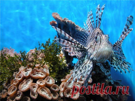 Посмотрите фотосессию моей подруги. Впечатляет...))