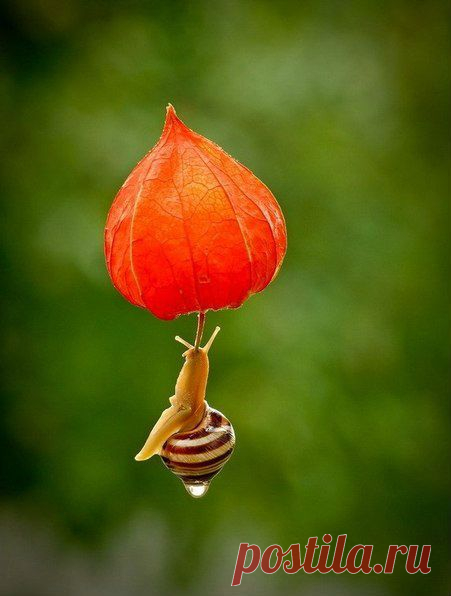 Дождик лил как из ведра.
Я открыл калитку
И увидел средь двора
Глупую Улитку.
Говорю ей: — Посмотри,
Ты ведь мокнешь в луже.
А она мне изнутри:
— Это ведь снаружи...
А внутри меня весна,
День стоит чудесный! —
Отвечала мне она
Из скорлупки тесной.
