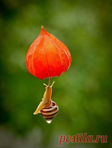 Дождик лил как из ведра.
Я открыл калитку
И увидел средь двора
Глупую Улитку.
Говорю ей: — Посмотри,
Ты ведь мокнешь в луже.
А она мне изнутри:
— Это ведь снаружи...
А внутри меня весна,
День стоит чудесный! —
Отвечала мне она
Из скорлупки тесной.