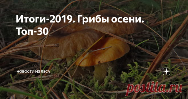 Итоги-2019. Грибы осени. Топ-30 Представлен рейтинг наиболее интересных находок грибов осенью 2019 года.