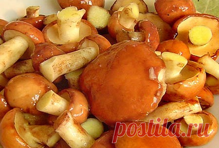 Как солить маслята