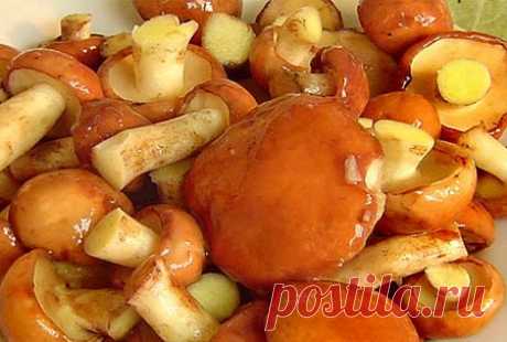Как солить маслята