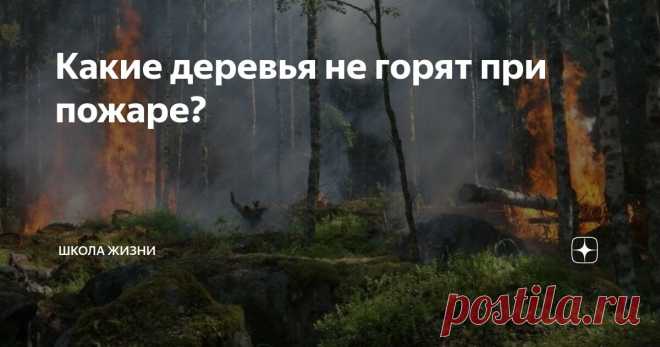 Какие деревья не горят при пожаре? Статья автора «Школа Жизни» в Дзене ✍: Этот довольно странный, на первый взгляд, вопрос был однажды задан на школьном уроке учителем ботаники в качестве дополнительного с условием, что за правильный