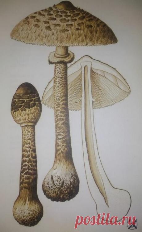 Гриб зонтик пестрый.Грибосбор 10.03.22. | Грибы ОГО! | Яндекс Дзен