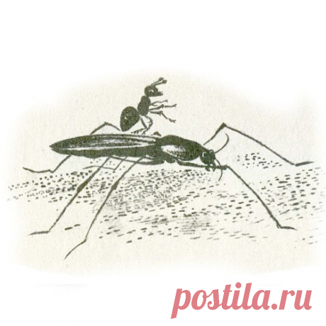 ПРИКЛЮЧЕНИЯ МУРАВЬИШКИ