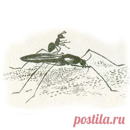 ПРИКЛЮЧЕНИЯ МУРАВЬИШКИ