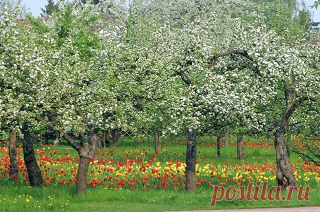 Как посадить яблоню весной? | 6 соток