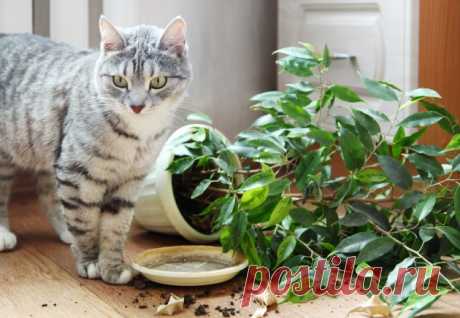 КОШКИН ДОМ. Как защитить растения от кота