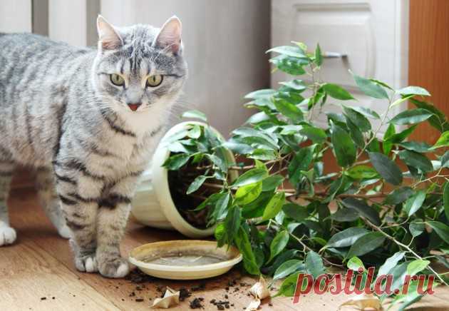 КОШКИН ДОМ. Как защитить растения от кота