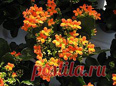 цветы картинки красивые - 521 тыс. картинок. Поиск@Mail.Ru
