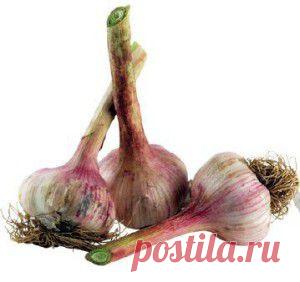 Чеснок для роста волос при сухих волосах | vita-jizn.net
Чеснок для роста волос дает очень неплохой эффект. Сухие волосы очень нуждаются в питании, а чеснок для роста волос в различных смесях его обеспечит.
Одной из причин сухости кожи головы может быть нарушение функций эндокринной системы. Поэтому при серьезной проблеме, которая не устраняется народными методами, обязательно проконсультируйтесь у эндокринолога