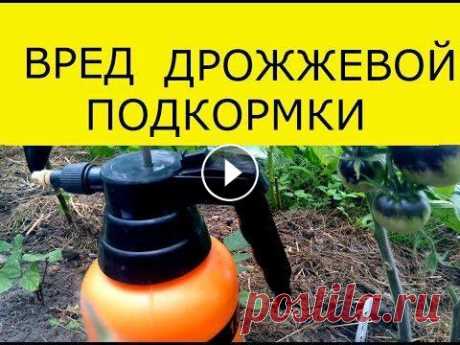 ВРЕД ДРОЖЖЕВОЙ ПОДКОРМКИ, КАК УДОБРИТЬ ДРОЖЖАМИ И НЕ ПОГУБИТЬ РАСТЕНИЯ Дрожевая подкормка может нанести вред,предостережение ! В 100 РАЗ СИЛЬНЕЕ СОДЫ / ДО 90 ЛЕТ ОНИ ВООБЩЕ НЕ БОЛЕЮТ / СУПЕР СПОСОБ ! И ВСЕ ЭТО ОТ СОДЫ ! М...
