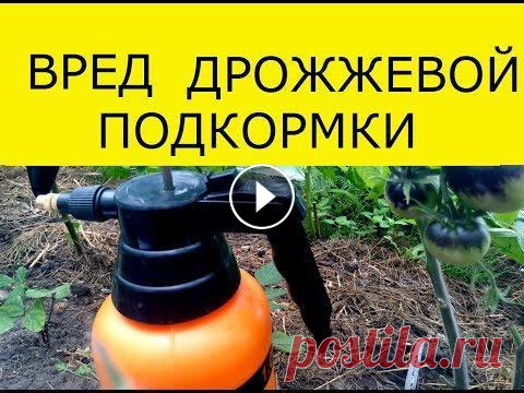 ВРЕД ДРОЖЖЕВОЙ ПОДКОРМКИ, КАК УДОБРИТЬ ДРОЖЖАМИ И НЕ ПОГУБИТЬ РАСТЕНИЯ Дрожевая подкормка может нанести вред,предостережение ! В 100 РАЗ СИЛЬНЕЕ СОДЫ / ДО 90 ЛЕТ ОНИ ВООБЩЕ НЕ БОЛЕЮТ / СУПЕР СПОСОБ ! И ВСЕ ЭТО ОТ СОДЫ ! М...