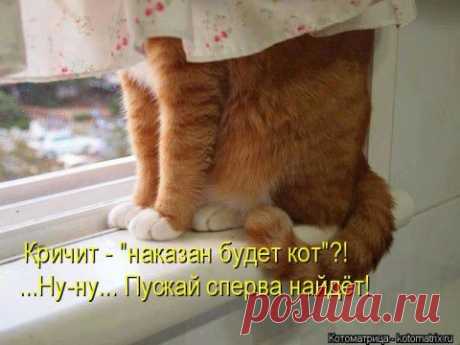 Котоматрица ноябрьская! | 5минутка