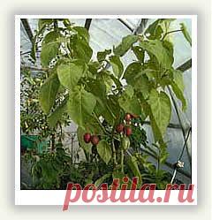 ЦИФОМАНДРА  (Cyphomandra abutiloides), она же томатное дерево или многолетний томат, в настоящее время относится к числу самых перспективных культур во многих странах.
Цифомандра жёлтая – 1пак. сем. – 80руб.
Цифомандра красная – 1пак. сем. – 80руб.
Вышлю каталог растений. Пишите на kippiep@mail.ru