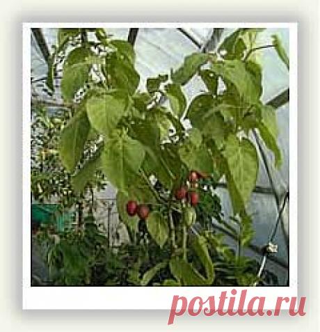 ЦИФОМАНДРА  (Cyphomandra abutiloides), она же томатное дерево или многолетний томат, в настоящее время относится к числу самых перспективных культур во многих странах.
Цифомандра жёлтая – 1пак. сем. – 80руб.
Цифомандра красная – 1пак. сем. – 80руб.
Вышлю каталог растений. Пишите на kippiep@mail.ru