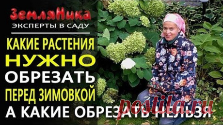 Осенняя обрезка растений. Как обрезать растения на зиму. Готовим сад к зиме. Ольга Воронова.