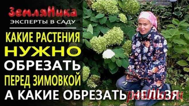 Осенняя обрезка растений. Как обрезать растения на зиму. Готовим сад к зиме. Ольга Воронова.