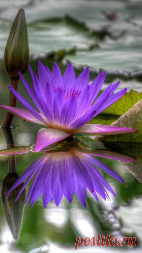 purple blue water lily   |   Pinterest • Всемирный каталог идей