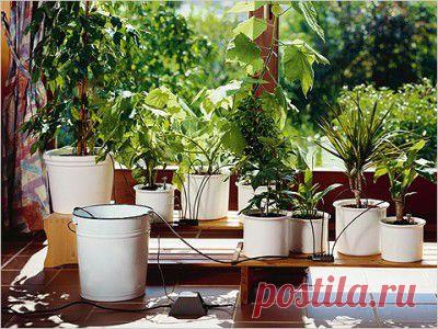 Как поливать цветы в отпуске, как оставить цветы и уехать | Домоводство для всей семьи