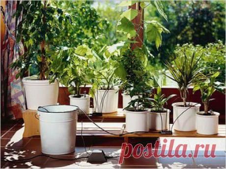 Как поливать цветы в отпуске, как оставить цветы и уехать | Домоводство для всей семьи