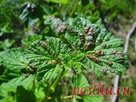 (99+) Одноклассники болезнь смородины