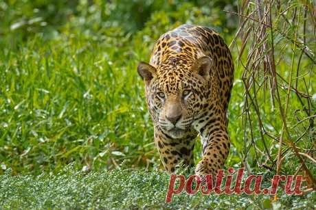 Pantanal Wild Photography Adventure Oct 2021                           dir.tours/uok              The Pantanal in Brazil is the only place in the world where jaguars, habituated to...