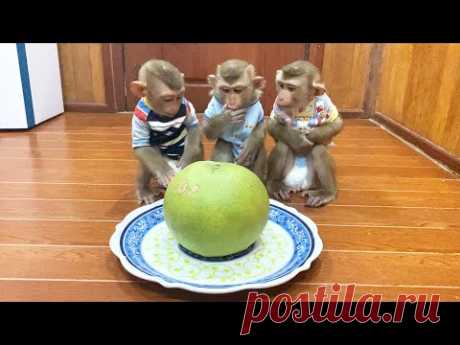 Judee, Jaila & Flloyd SiIently Sit For Their Grapefruit Snack