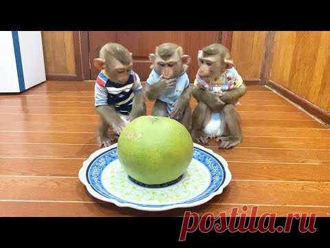 Judee, Jaila & Flloyd SiIently Sit For Their Grapefruit Snack