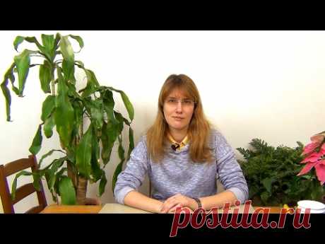 Драцена. Обрезка и размножение.