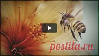 Bee - анимированный короткометражный 3D Bee-это короткая анимация, над которой я работаю уже довольно давно, у меня есть вдохновение от музыки советов директоров Канады. Большое спасибо Studio Aiko…