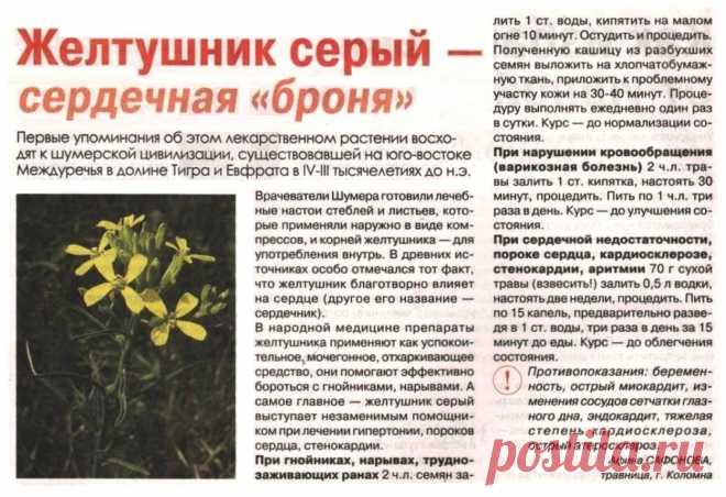 Желтушник серый - лечебные свойства