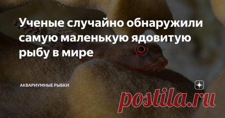 Ученые случайно обнаружили самую маленькую ядовитую рыбу в мире И снова здравствуй дорогой мой друг, любитель необычных подводных обитателей и аквариумных рыбок. В бескрайних водах морей и океанов обитает множество необычных существ, которых пытаются изучить исследователи морских глубин. О некоторых из них нам ничего не известно. Одного такого представителя обнаружили ученые из техасского колледжа Сельского хозяйства и естественных наук, когда описывали пойманных рыб из Ат...