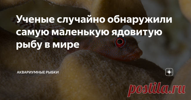 Ученые случайно обнаружили самую маленькую ядовитую рыбу в мире И снова здравствуй дорогой мой друг, любитель необычных подводных обитателей и аквариумных рыбок. В бескрайних водах морей и океанов обитает множество необычных существ, которых пытаются изучить исследователи морских глубин. О некоторых из них нам ничего не известно. Одного такого представителя обнаружили ученые из техасского колледжа Сельского хозяйства и естественных наук, когда описывали пойманных рыб из Ат...