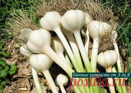 Письмо «сообщение Schamada : ПОСАДКА ЧЕСНОКА ПОД ЗИМУ. (09:49 07-09-2015) [3907317/371209604]» — Schamada — Яндекс.Почта