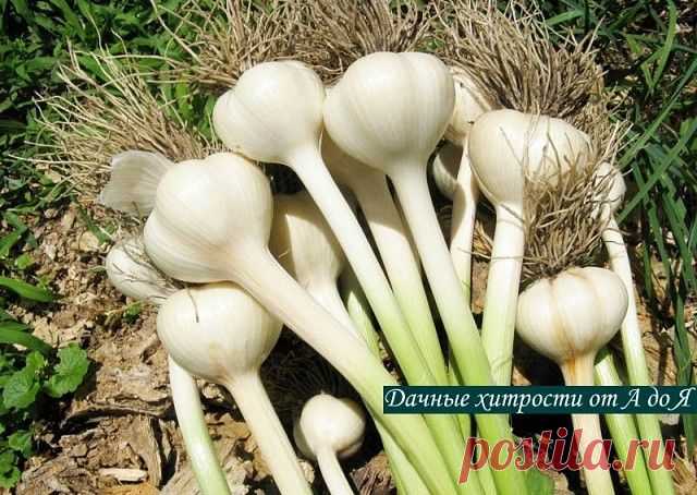 Письмо «сообщение Schamada : ПОСАДКА ЧЕСНОКА ПОД ЗИМУ. (09:49 07-09-2015) [3907317/371209604]» — Schamada — Яндекс.Почта