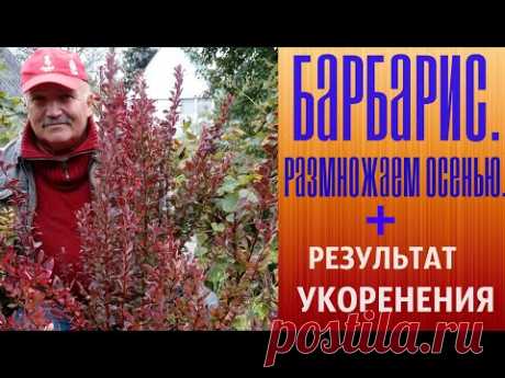 Барбарис  Размножаем осенью + Результат укоренения