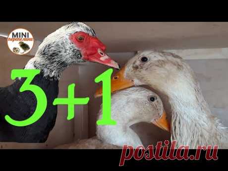Утки 3 + 1. Три пекинки и один мускус, новая семья.