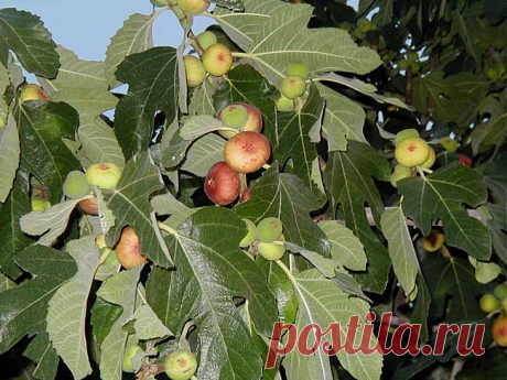 Выращивание инжира в средней полосе